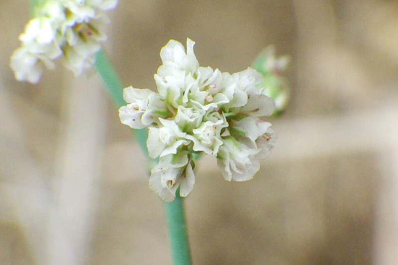 Nodding Buckwheat