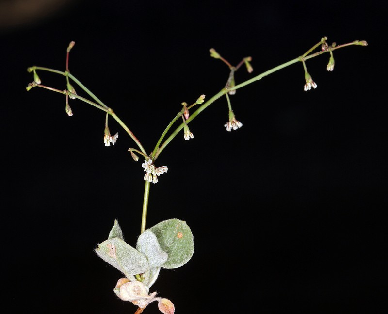 Nodding Buckwheat photo 2