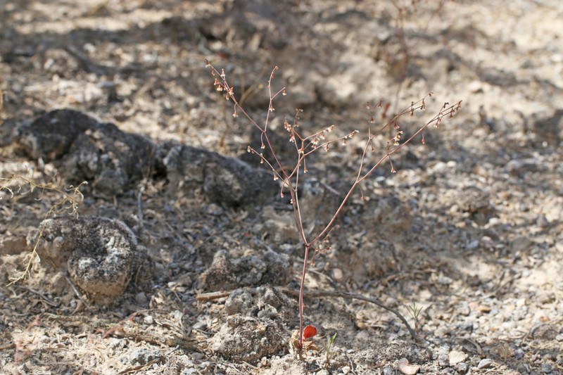 Nodding Buckwheat photo 3