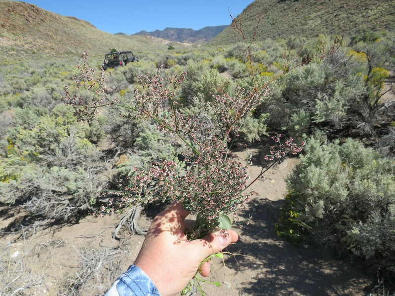 Nodding Buckwheat photo 4