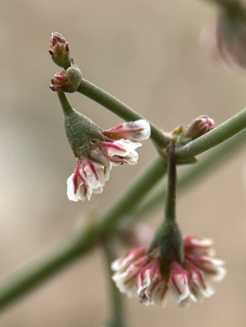 Nodding Buckwheat photo 5