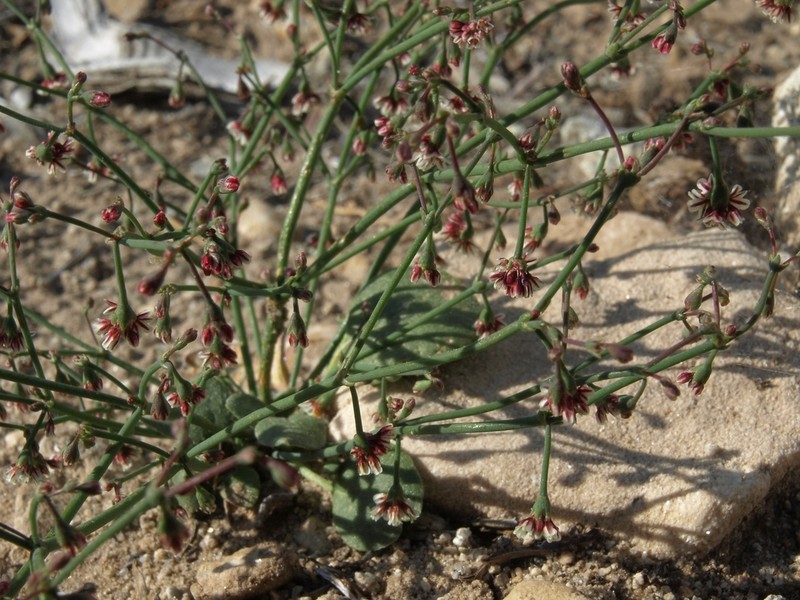 Nodding Buckwheat photo 6