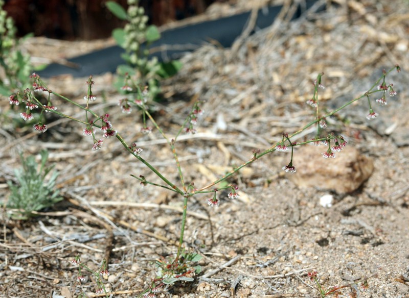 Nodding Buckwheat photo 7