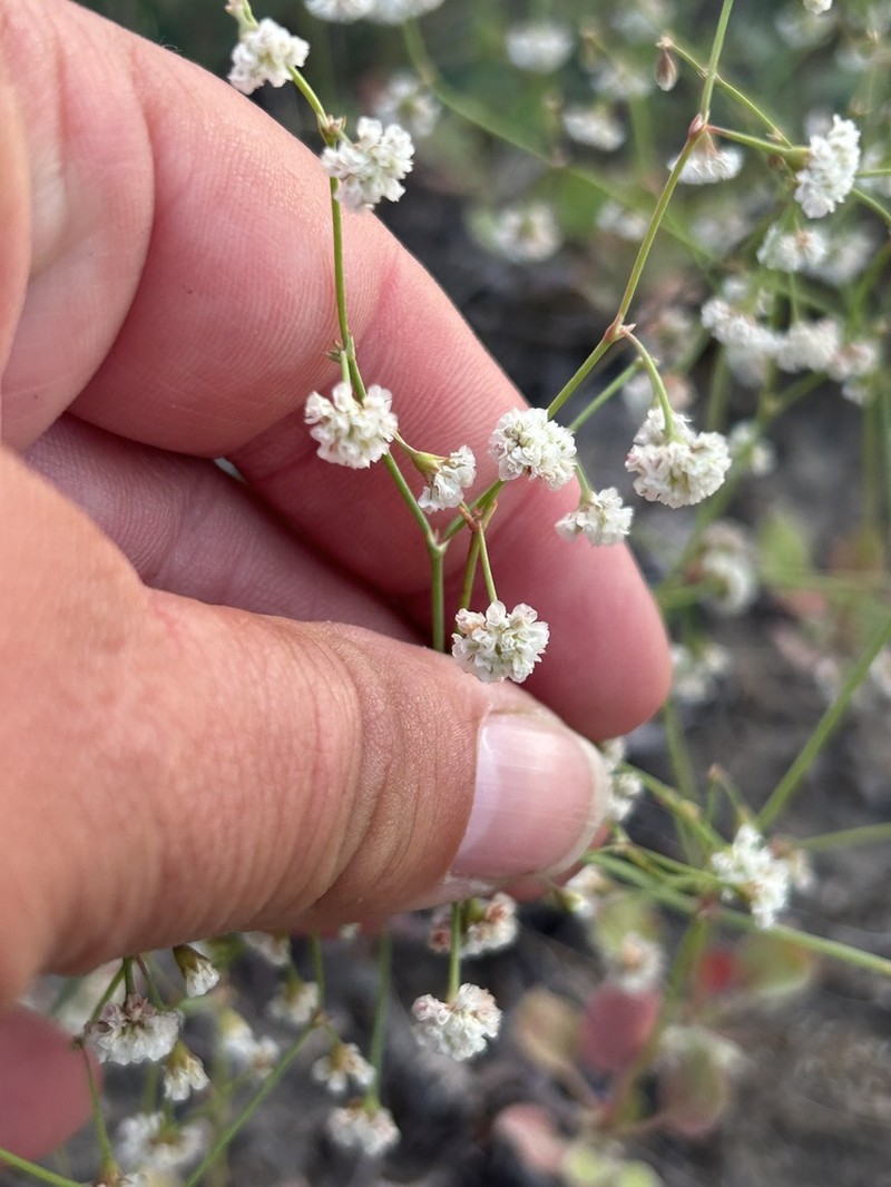 Nodding Buckwheat photo 8