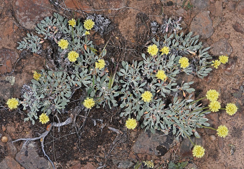Bitterroot Buckwheat
