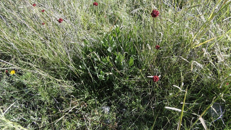 Eriogonum ciliatum