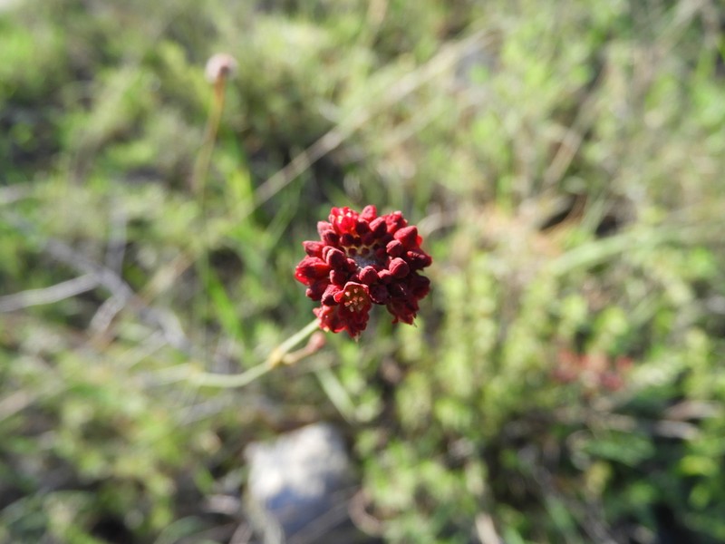 Eriogonum ciliatum photo 2