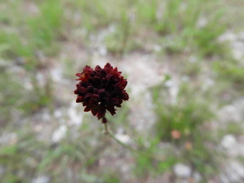 Eriogonum ciliatum photo 3