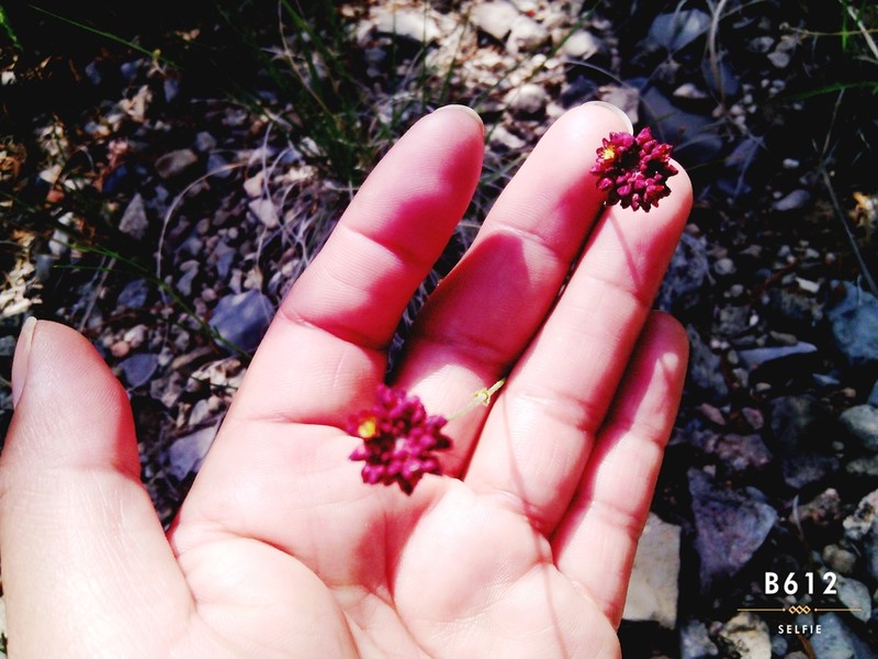 Eriogonum ciliatum photo 4
