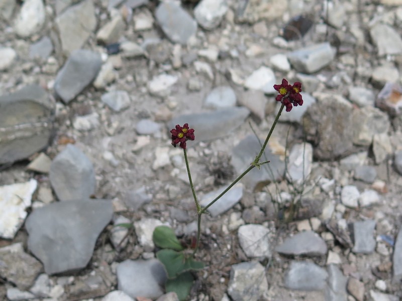 Eriogonum ciliatum photo 5