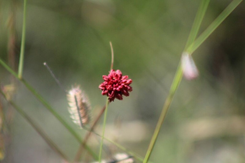Eriogonum ciliatum photo 6