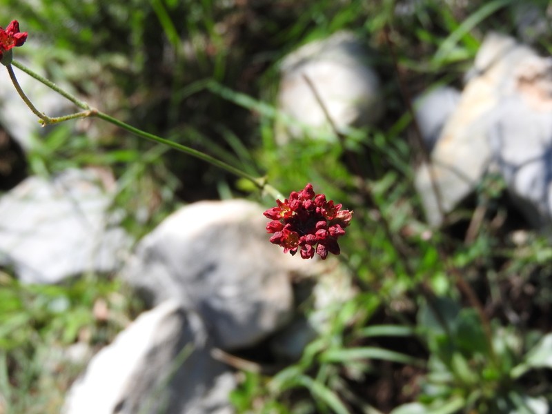 Eriogonum ciliatum photo 7