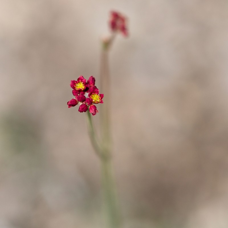 Eriogonum ciliatum photo 8