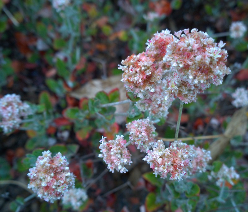 Coastal Buckwheat