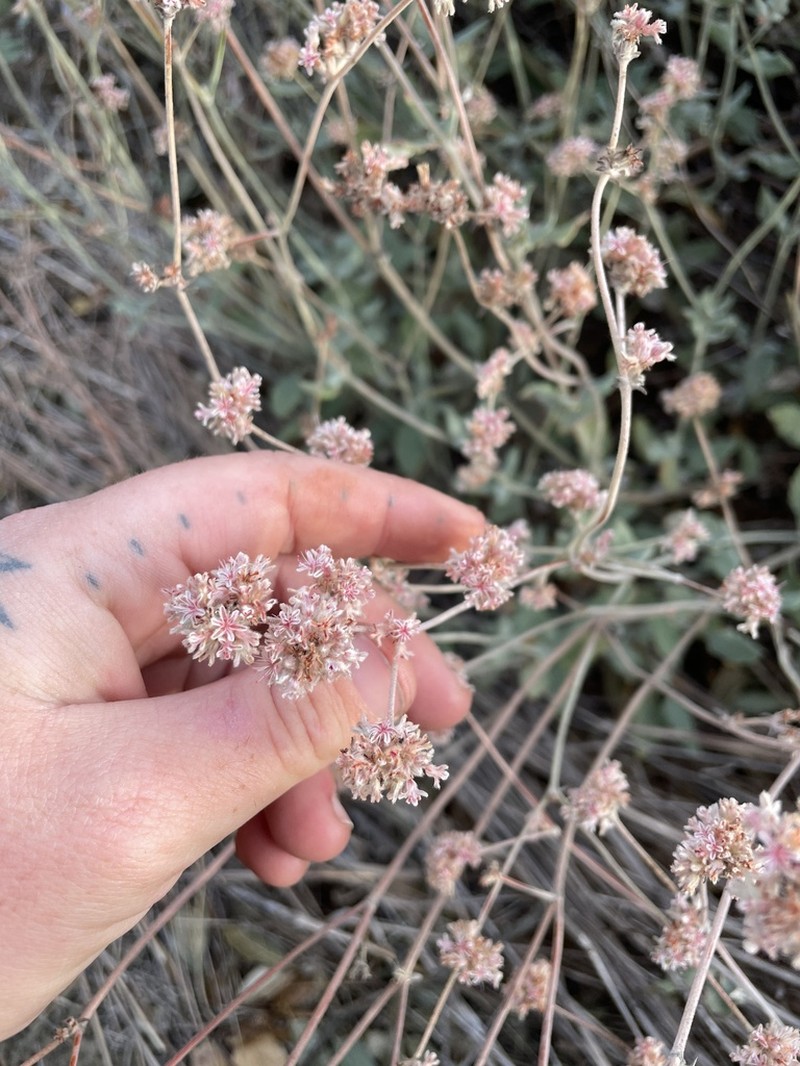 Coastal Buckwheat