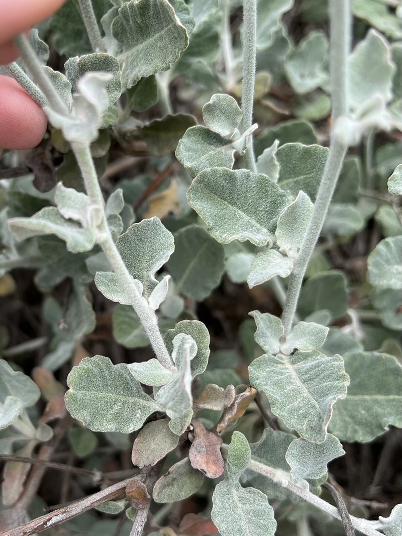 Coastal Buckwheat photo 2
