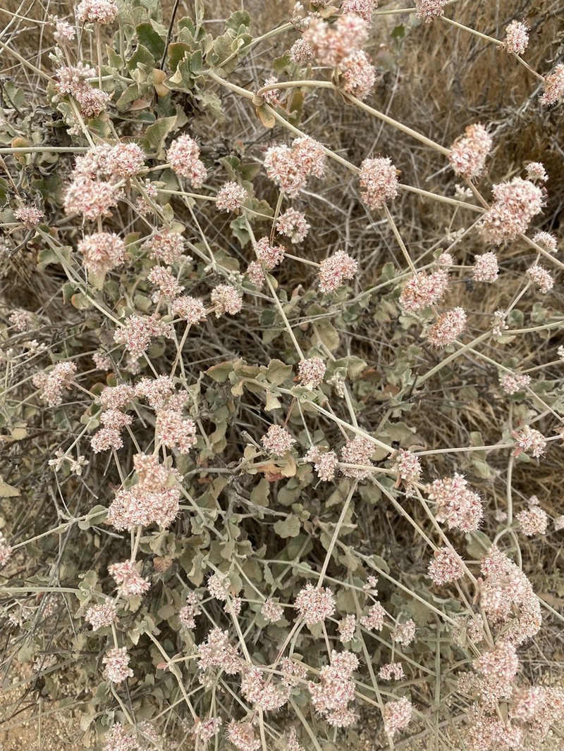 Coastal Buckwheat photo 3
