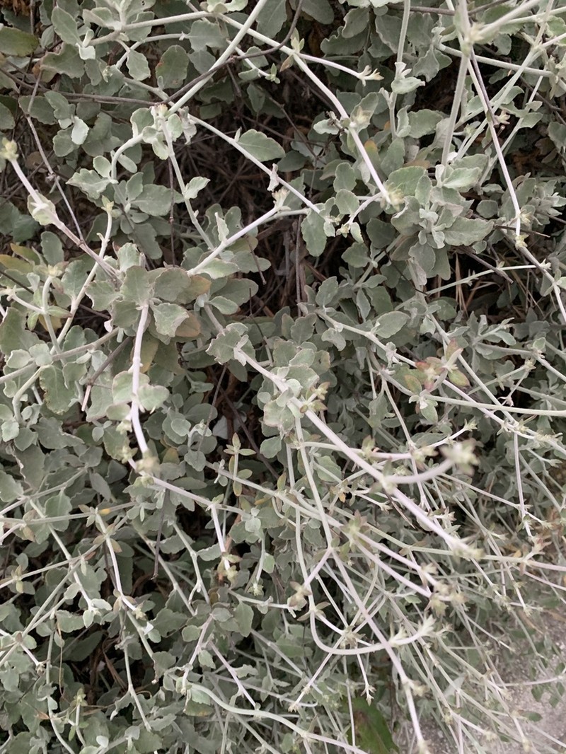 Coastal Buckwheat photo 4