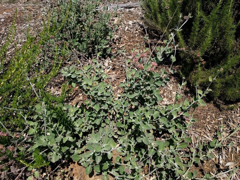 Coastal Buckwheat photo 5
