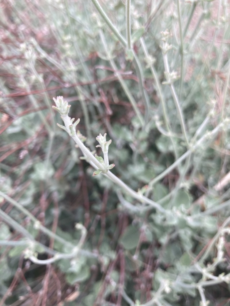 Coastal Buckwheat photo 6
