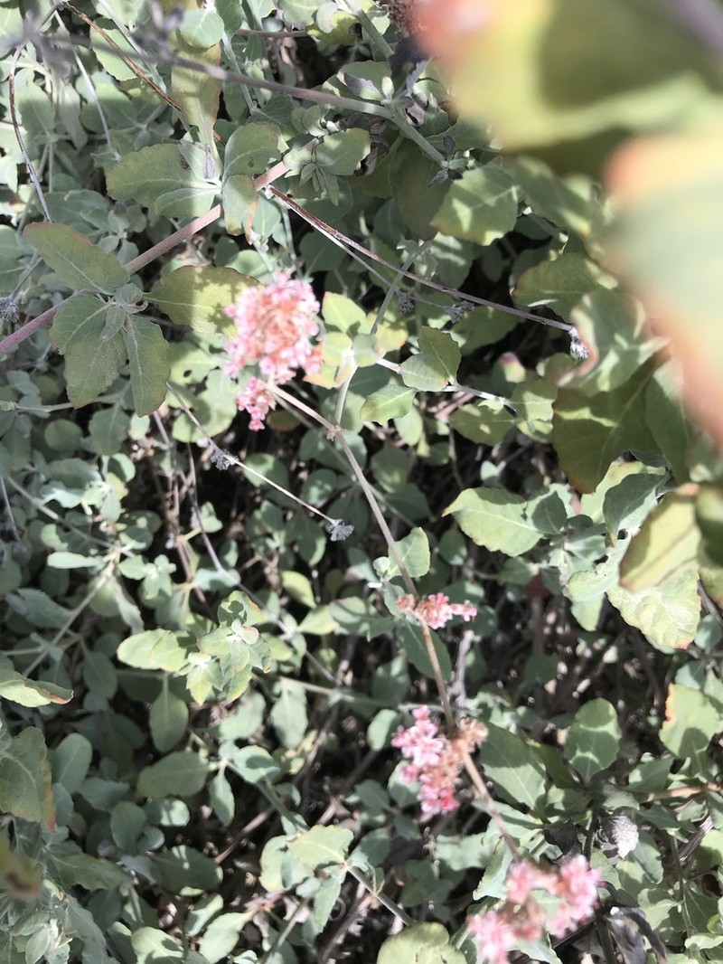 Coastal Buckwheat photo 7