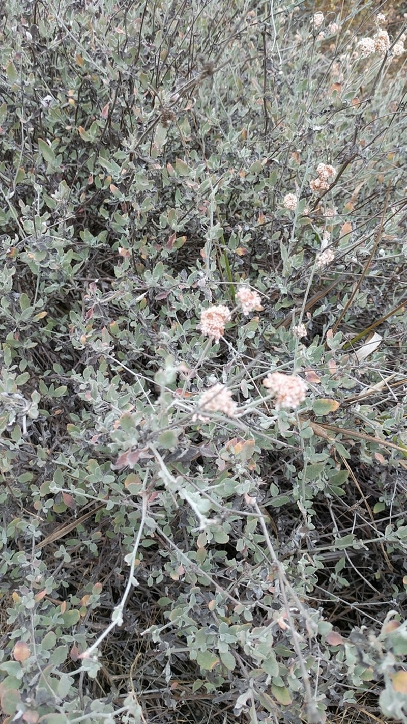 Coastal Buckwheat photo 8