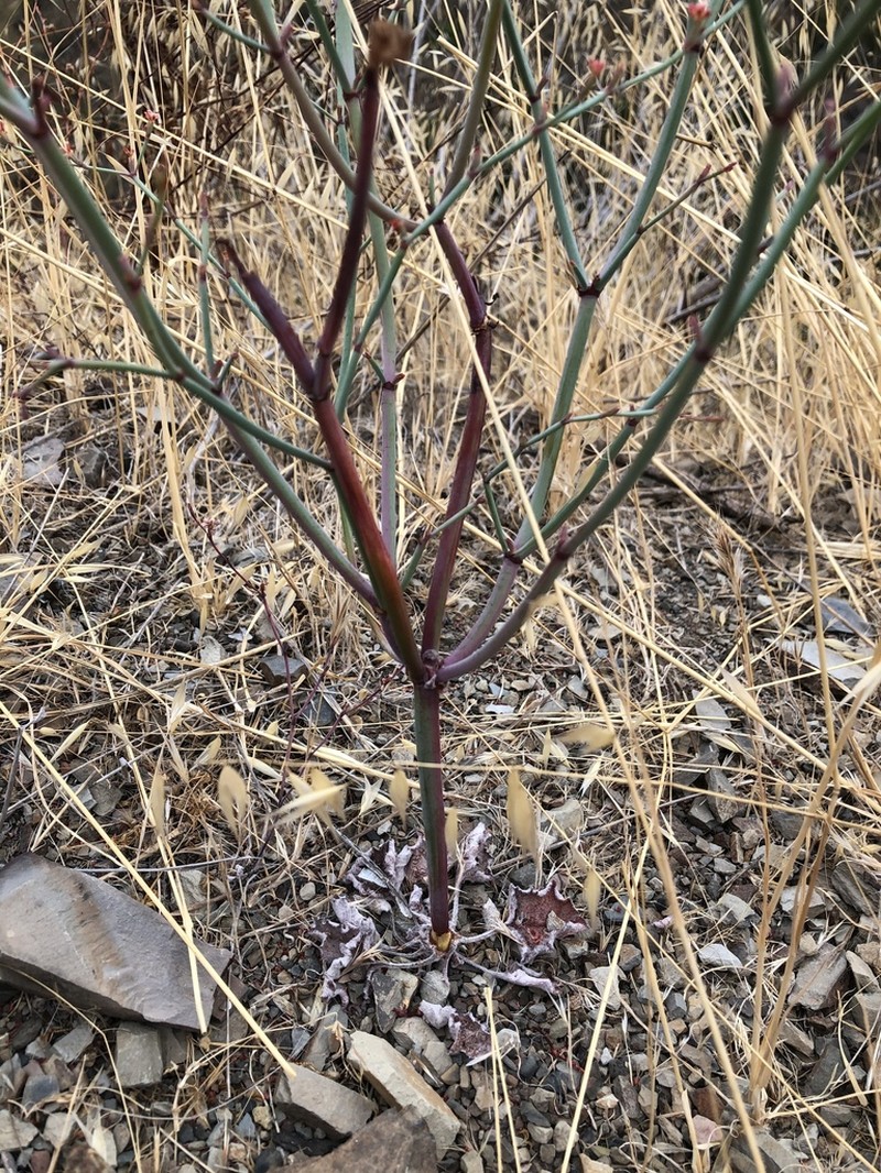Cithara Buckwheat