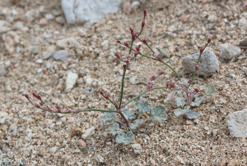 Cithara Buckwheat photo 2