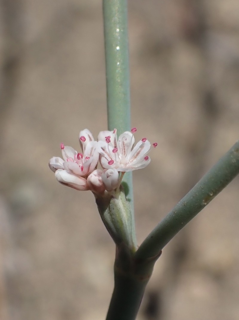 Cithara Buckwheat photo 6
