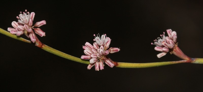 Cithara Buckwheat photo 8