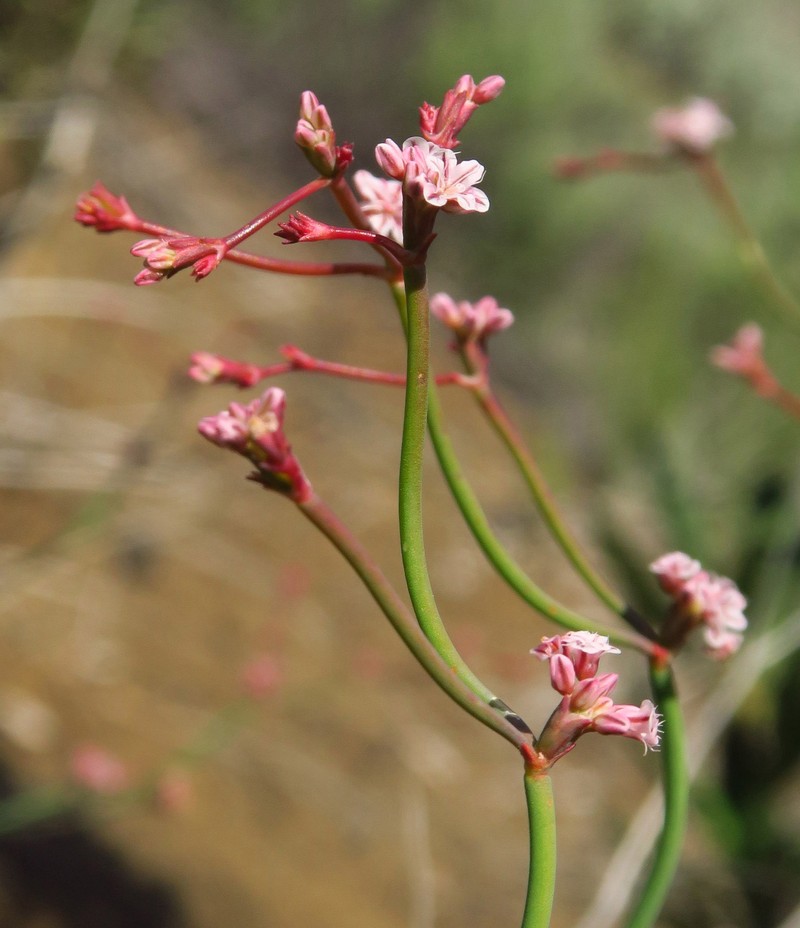 Eriogonum cithariforme var. agninum