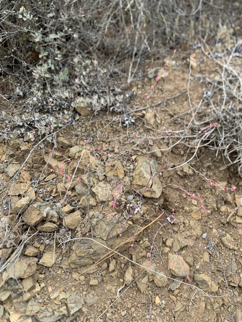 Eriogonum cithariforme var. agninum photo 2
