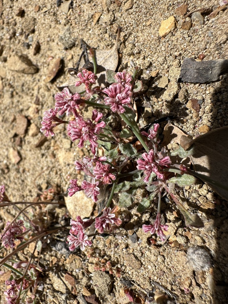 Eriogonum cithariforme var. agninum photo 3