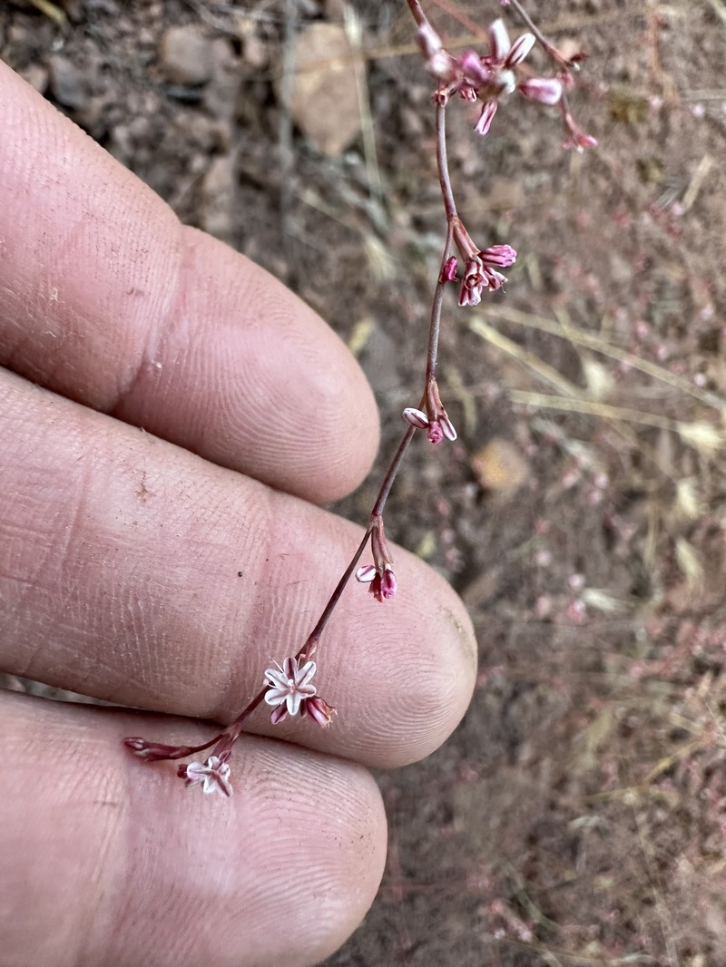 Eriogonum cithariforme var. agninum photo 4