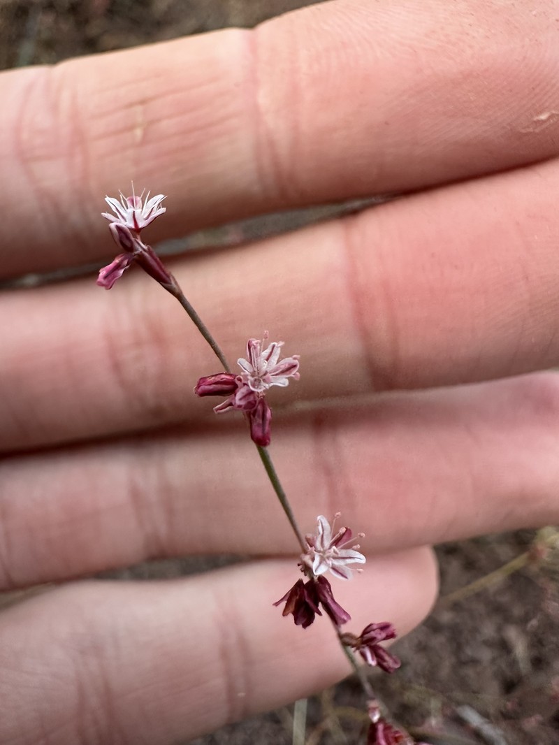 Eriogonum cithariforme var. agninum photo 5