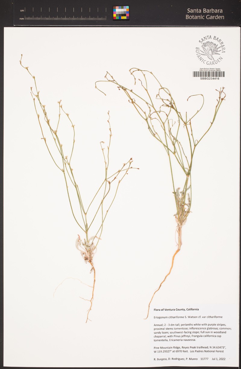 Eriogonum cithariforme var. cithariforme photo 2