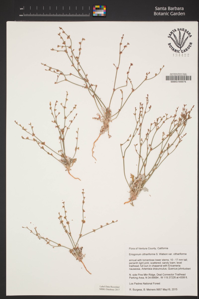 Eriogonum cithariforme var. cithariforme photo 3