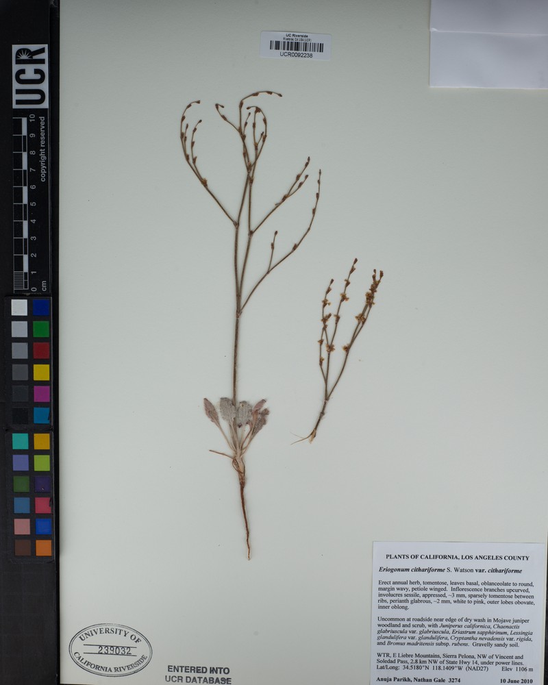 Eriogonum cithariforme var. cithariforme photo 4