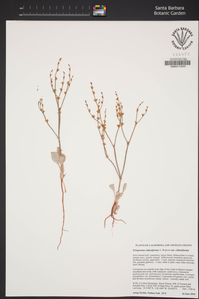 Eriogonum cithariforme var. cithariforme photo 5