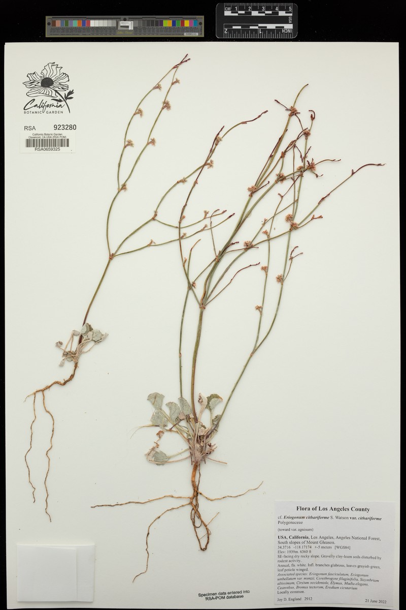 Eriogonum cithariforme var. cithariforme