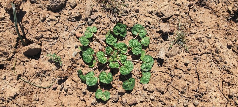 Eriogonum clavatum