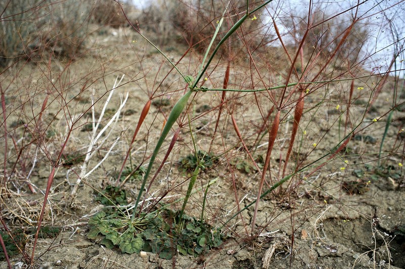 Eriogonum clavatum photo 2