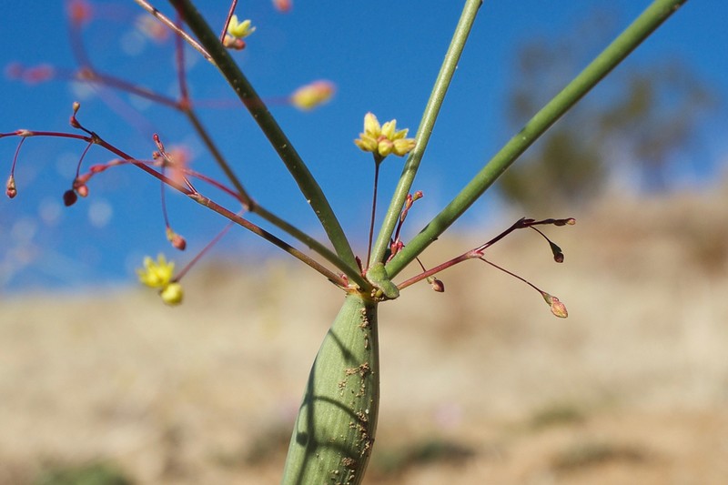 Eriogonum clavatum photo 3