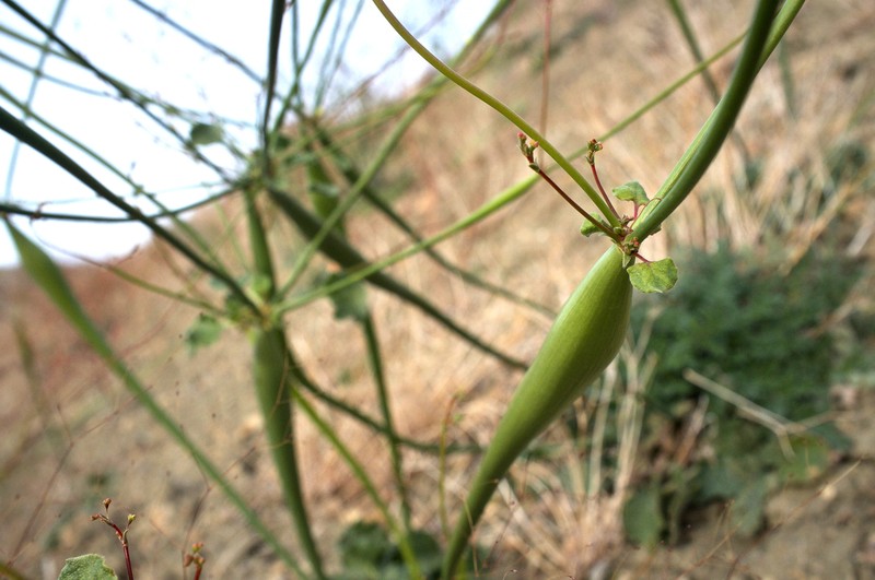 Eriogonum clavatum photo 4