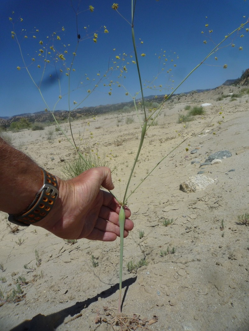 Eriogonum clavatum photo 5