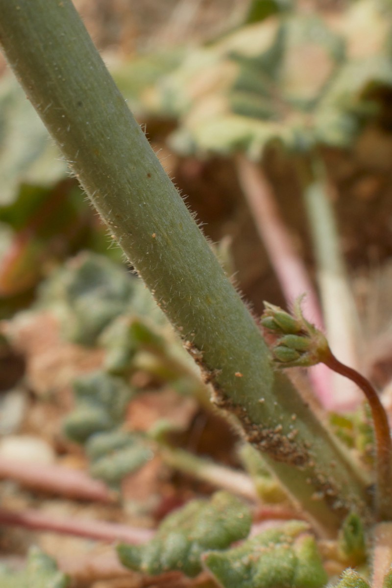 Eriogonum clavatum photo 6