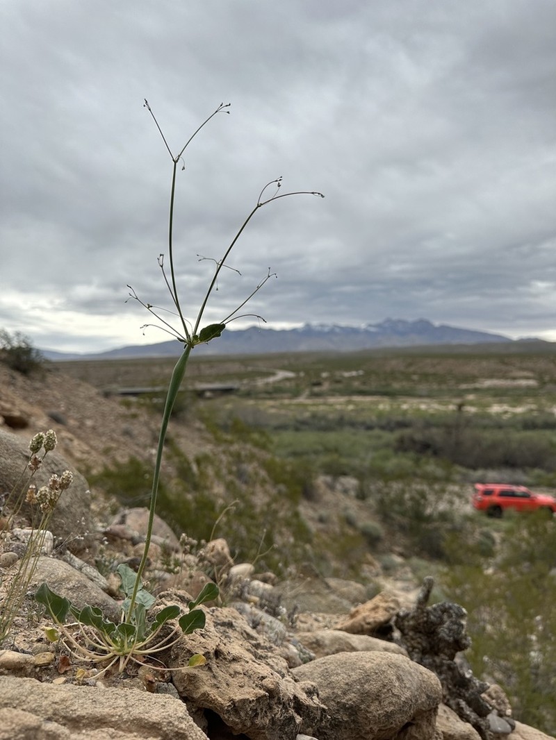 Eriogonum clavatum photo 7