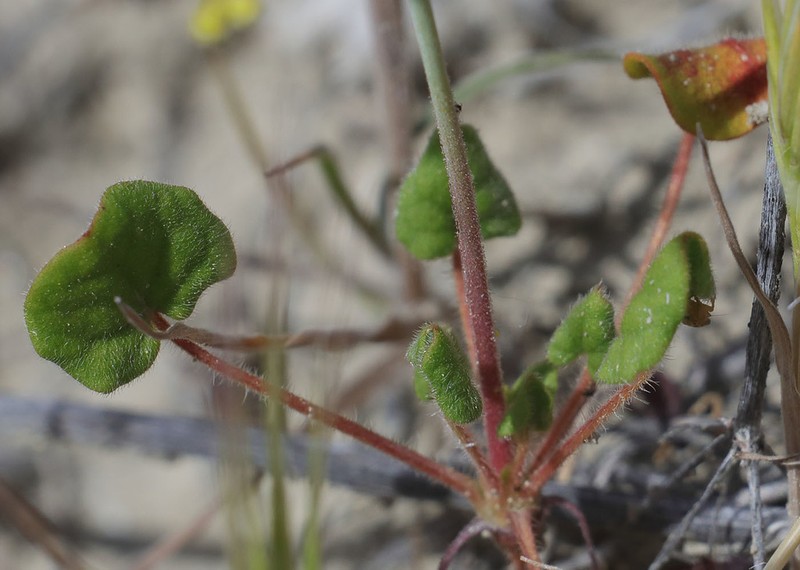 Eriogonum clavatum photo 8