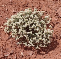 Comb Wash Buckwheat