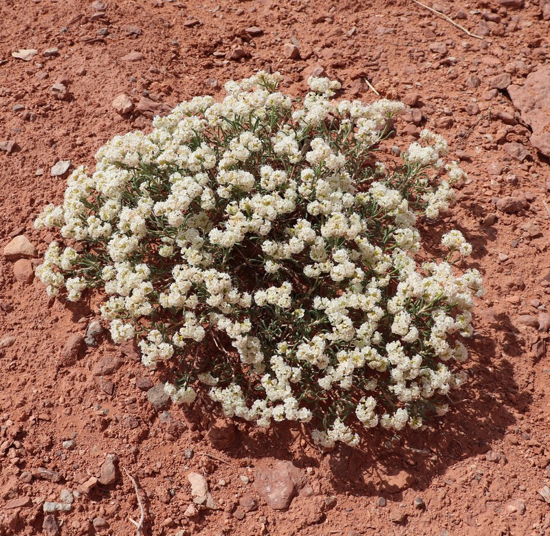 Comb Wash Buckwheat